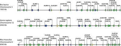 Characterisation of the bovine C-type lectin receptor Mincle and potential evidence for an endogenous ligand